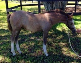 Daventrys Dressed Whites