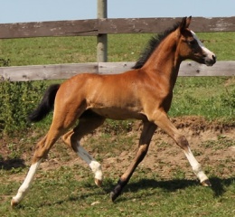 Daventrys Play On Words