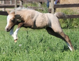 Daventrys Ruby Slippers