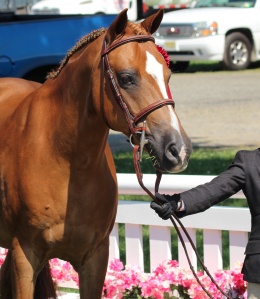 Storylands Robin Hood