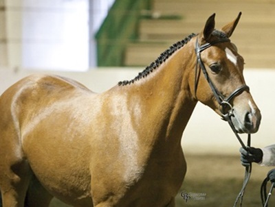 HRP Princess of Hearts