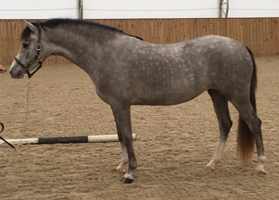 Daventrys Life of the Party