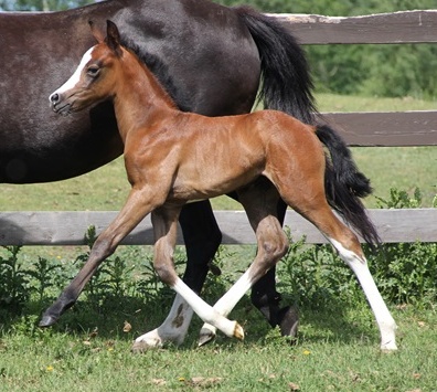 Daventrys Play On Words