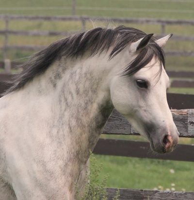 Daventrys Power Play