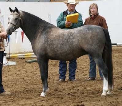 Daventrys Power Play