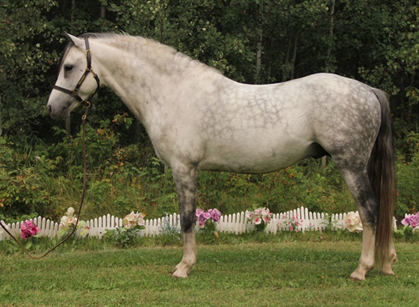 Daventrys Power Play