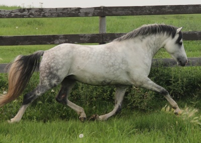 Daventrys Power Play