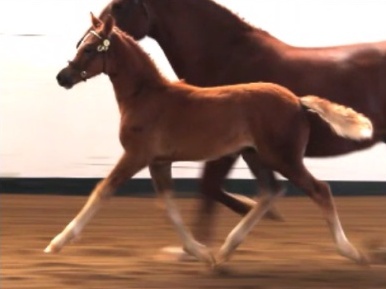 Daventrys Snap To It