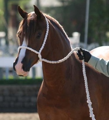 Goldhills Gingersnap