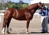 Goldhills Gingersnap