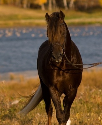 Photo Credit: Crimson Chickadee Photography