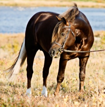 Photo Credit: Crimson Chickadee Photography