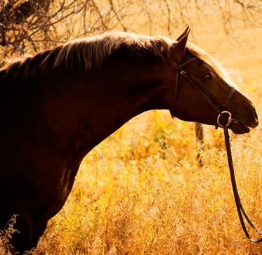 Photo Credit: Crimson Chickadee Photography