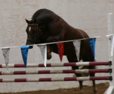 Goldhills Brandysnap at his RPSI Stallion Inspection