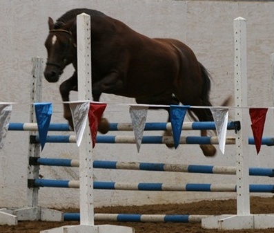 Goldhills Brandysnap at his RPSI Stallion Inspection