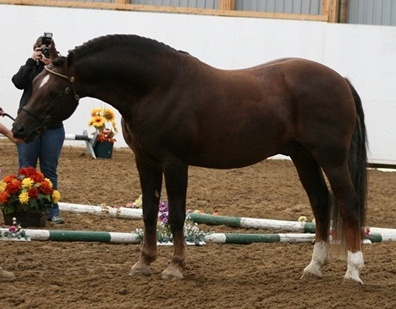 Goldhills Brandysnap at his RPSI Stallion Inspection