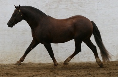 Goldhills Brandysnap at his RPSI Stallion Inspection