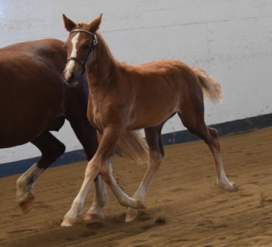 Daventrys Snap To It