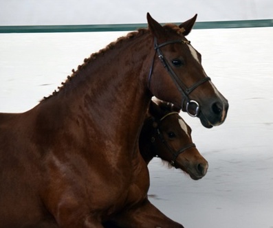 Photo credit: Ann Daum Kustar