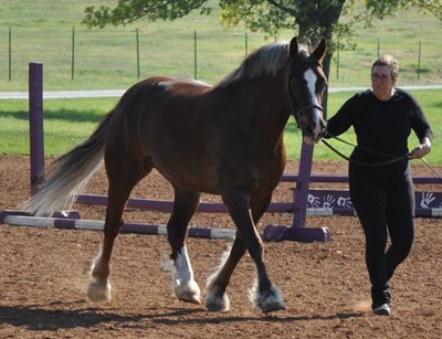 Willowbrand Flying Cymro