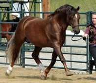 Goldhills Brandysnap